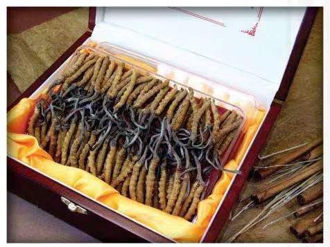 迁西冬虫夏草回收